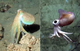 See full list on diffen.com National Marine Sanctuary Foundation