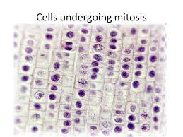 Mitosis, division of the nucleus, is followed by cytokinesis the division of the cell cytoplasm and the cytoplasmic contents. Define Each Of The Following Dna Chromosome Mitosis Key Terms Key Terms Mitosis Prophase Metaphase Anaphase Telophase Ppt Download