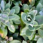 Image result for Kleinia grantii