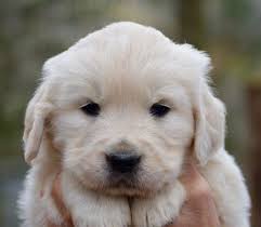 Golden retriever puppies for sale bend oregon. Pin On Love