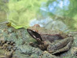 Image result for Ranalisma