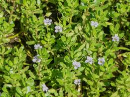 Image result for Bacopa monnieri