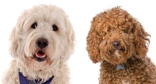 The goldendoodle is a designer dog, a hybrid dog breed resulting from breeding a poodle with a golden retriever.; Labradoodle Vs Goldendoodle Which Is Right For You