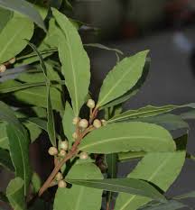 Image result for Lauraceae