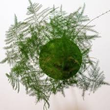 Image result for Asparagus pendulus