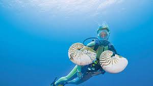Das great barrier reef (wörtlich übersetzt: Ein Garten Auf Dem Meeresgrund Wissen