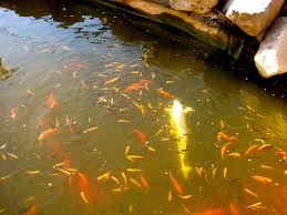 Submitted 1 year ago * by soleaporbuleria. Baby Koi A Fry Guide Koi Story