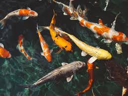 Check spelling or type a new query. Learn How Many Fish Per Gallon Will Fit In A Pond Comfortably