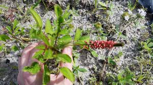 Image result for Indigofera hilaris