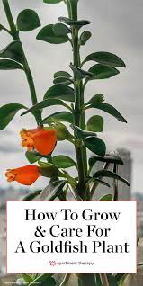This Plant S Flowers Look Like Tiny Fish Or Goldfish Crackers Plant Care Houseplant Jasmine Plant Goldfish Plant