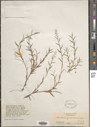 Image result for Heteranthoecia  guineensis