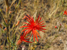 Urbanstems.com has been visited by 10k+ users in the past month Silene Laciniata Wikipedia