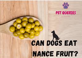 Maybe you would like to learn more about one of these? Can Dogs Eat Nance Fruits Pet Queries