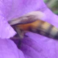 Image result for Anisotes formosissimus