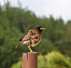 And, in india, these birds were long considered sacred, even having a place in punjabi legends. Mauritius Bird Indian Mina Introduced And A Pest Mauritius Island Mauritius Travel Birds