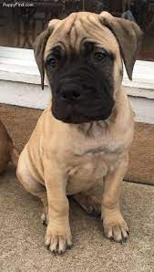 Blue Blue Female Bullmastiff For Sale In Plainfield Il 4499740906 4499740906 Dogs On Oodle Classifieds Dogs Boxer Dogs Mastiff Puppies