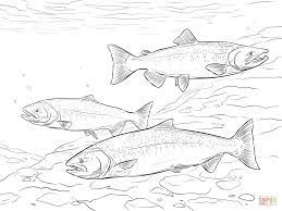 Check out some of our favorite salmon coloring pages. Chinook Salmon Coloring Page From Salmon Category Select From 28441 Printable Crafts Of Cartoons Nature A Super Coloring Pages Salmon Drawing Coloring Pages