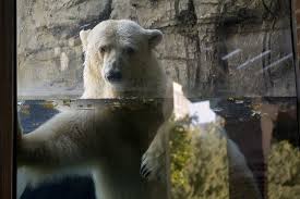 5 Things We Need To Stop Telling Ourselves About Zoos Animals Zoo Zoo Animals