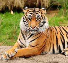 Stay up to date on tigres soccer team news, scores, stats, standings, rumors, predictions, videos and more. Tigre Wiki Reino Animalia Fandom