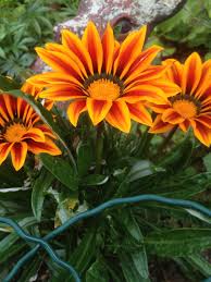 When starting gazania seeds indoors in early spring, cover them well with moist seed starting mix. Matt Pascoe Gardening Services Colourful Gazania Makes A Good Ground Cover