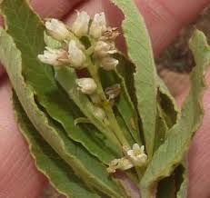 Image result for Ozoroa