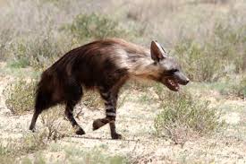 Image result for Kalaharia uncinata