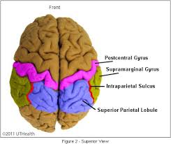 Image result for Parietal Lobe