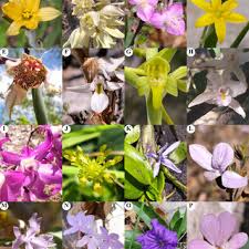 Image result for Buchnera strictissima