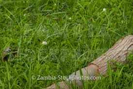 Image result for Kyllinga alba