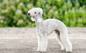 Yavrusu, malaklı yavru fiyatları,türk çoban köpeği. Bedlington Terrier Cinsi Kopek Ve Ozellikleri Miyhav Com