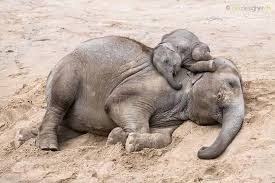 Mother and Baby are Sleeping in desert.