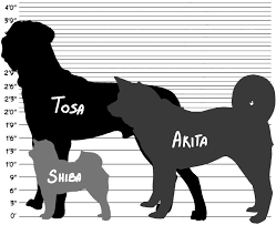 More Height Charts Silver Fang Legend Amino