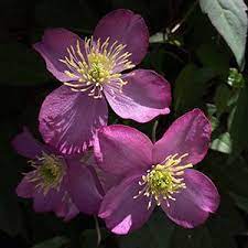 Die ganze vielfalt der sträucher im lubera® gartenshop. Clematis Montana An Easy Care Clematis Nurseries Online