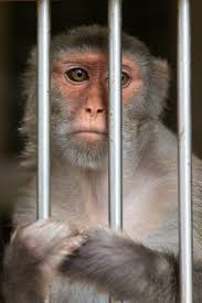 Image result for monkey caged