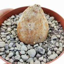 Image result for Cyphia erecta