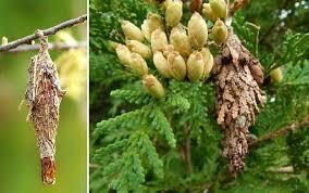Little bags hidden in tree trunks may be home to thousands of bagworm eggs. Bagworms Identification Tree Damage Eradication With Pictures