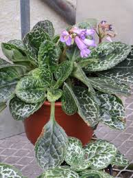 Image result for Streptocarpus goetzei