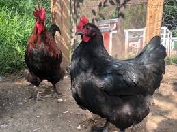 About Marans Chickens French Chocolate Colored Egg Layers When choosing chicken breeds to raise, it helps to know that chickens have two basic body types.