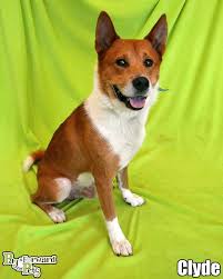 I rescued pegasus from backyard breeders when she was a puppy. Adopt A Pet Akron Ohio The Y Guide