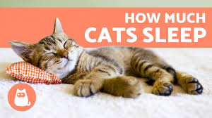 The human sleeper may have their sleep interrupted in the wee hours of the night or be woken up at a very early hour. this can pose different threats. How Much Do Cats Sleep Per Day Kittens Adults And Seniors Youtube