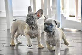 French bull dog puppies from luck french bulldogs are some of the rarest chocolate and blue frenchies in the world. The Cutest French Bulldogs In All Of Texas French Bulldogs Texas
