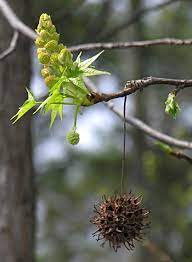 Although it produces small clusters of inconspicuous flowers in the spring, it does not (usually) set fruit. Sweetgum Liquidambar Styraciflua