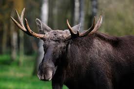 2 2,5 3, 3,5, 4, 4,5, 5 verfügbare formate: Tierlexikon Elche Geolino