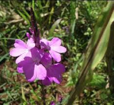 Image result for Striga