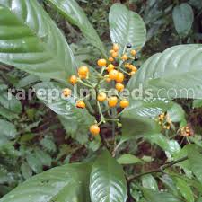 Image result for Psychotria moninensis