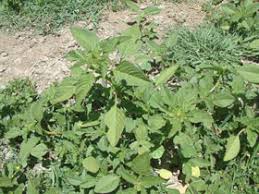 Image result for Amaranthus viridis