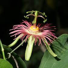 Ahh The Passion Flower So Beautiful I Will Be Adding Them To My Backyard Renovation Passion Flower Arizona Wildflowers Passiflora