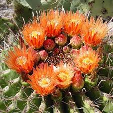 Los cactus son plantas adaptadas por lo general a climas desérticos muy secos y extremos (de son la evolución de las hojas en los cactus. áˆ Cactus Con Flores Cactus En Flor 2021