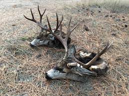 Although big game records have been recorded and i recall a recent conversation i had with a good friend and fellow mule deer aficionada about hunting big bucks in those days. Examples Of 150 Or Better Mule Deer