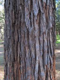 Image result for Eucalyptus botryoides